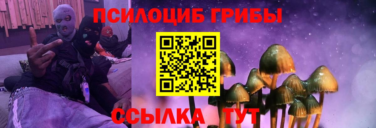Псилоцибиновые грибы Psilocybe Озёрск